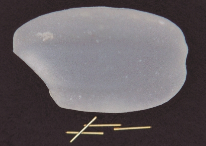 A rice grain and a fabricated component (φ0.05mm).